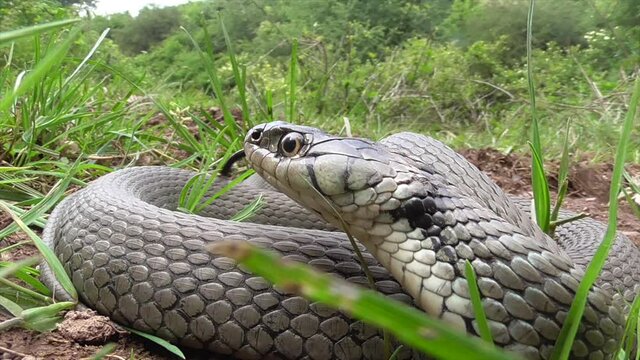 Ringelnatter oder Barrenringelnatter (oder Hybrid)