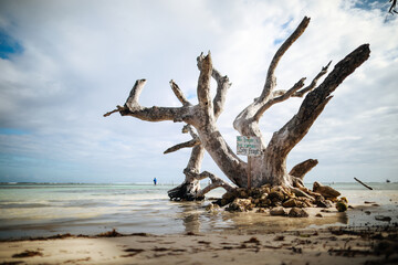 One alive palm tree And one dead tree on the beach