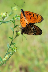 Butterflies sitting on a plant 