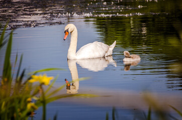 Mother swan with her baby