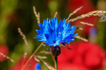 cornflower