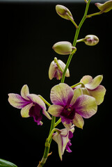 Hybrid orchid, Dendrobium Emma White x Dendrobium Burana Charming over black background with selective focus