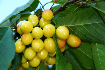 A bunch of yellow cherries on a tree among the foliage. Summer fruits on a tree.