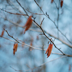 Birch catkins close-up, yellow, red, plant close up, blue blurred background