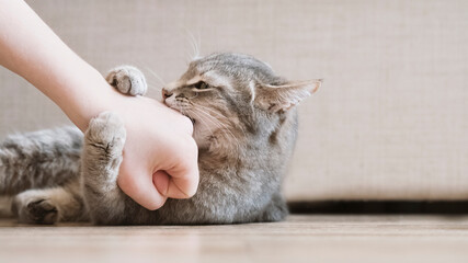 Aggressive gray cat attacked the owner’s hand. Beautiful cute cat playing with woman hand and...