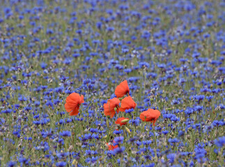 red poppy on a field. background	
