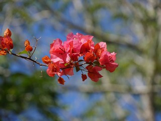 A branch of red bougainvilla flowers with blurred green background