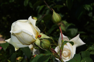 Ladybug sitting on a white rose. Beautiful rose close-up.