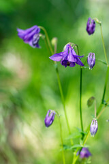 Blüten der wildwachsenden Akelei 