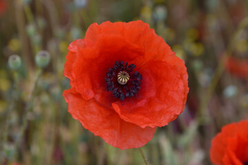 red poppy flowers	

