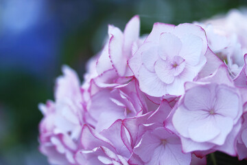 白にピンクの縁取りの八重咲きの紫陽花