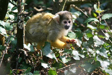 squirrel monkey in a zoo in france