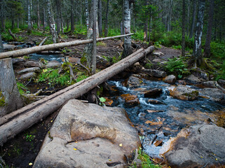 Obraz premium Crossing a mountain stream in the forest. Hiking.