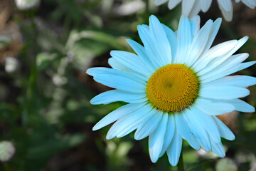 Obraz premium Close up of a white daisy with a yellow core. Summer flower, camomile.
