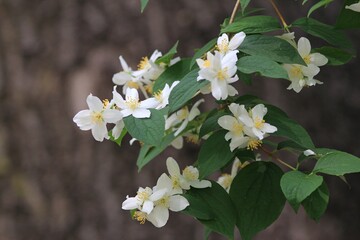 Philadelphus coronarius branch with white flowers and leaves