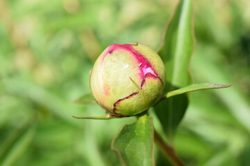 flowers peonies flowers peonies photos