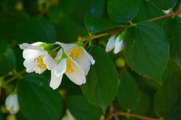 Obraz na płótnie Canvas A branch of jasmine with white flowers, a pleasant tea party. Jasmine as an additive to tea.