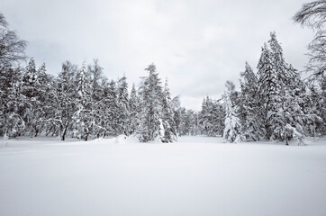Winter day in the forest, trees covered with snow