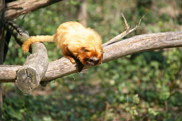 golden lion tamarin  in a zoo in france
