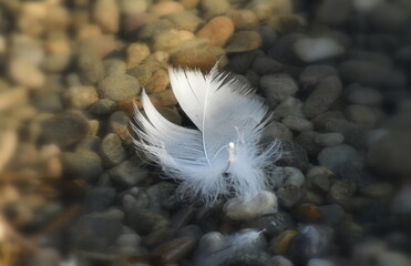 Close up of a feather