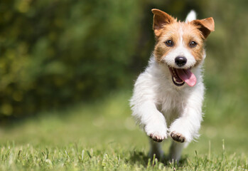 Funny playful happy crazy jack russell terrier smiling cute pet dog puppy running and jumping in the grass in summer