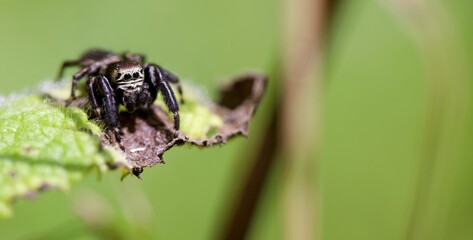Araignée sauteuse