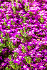 Purple spring flowers with green leaf. Famous flower bed gardens in İstanbul