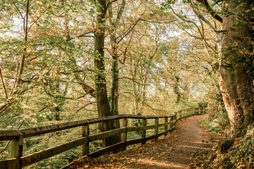 Autumn colours in Jesmond Dene woodlands