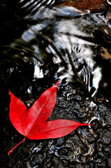 Red maple leaf with ripples