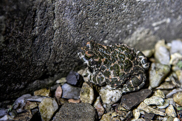 Spotted rain frog close-up on the rocks in the yard