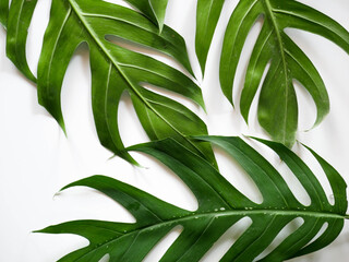 Naklejka na ściany i meble Flat lay of Green tropical Monstera leaf for background with copy space