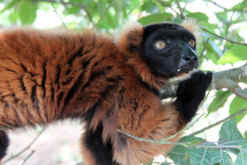 red ruffed lemur in a zoo in france