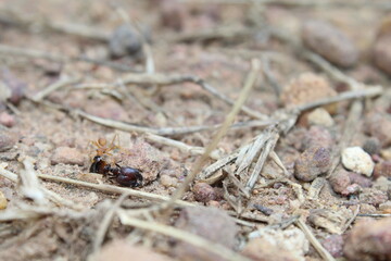 ant on the ground