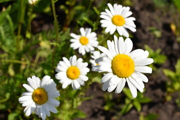 Obraz premium camomile garden photo of perennial flowers