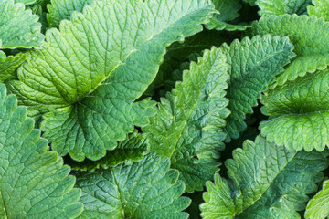leaves are photographed from above, looks like a solid green background