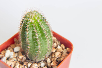 cactus on white background.little cactus.