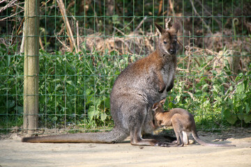wallaby in a zoo in france