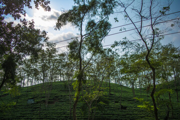 Green tea garden of Assam grown in lowland and Brahmaputra River Valley, Golaghat. Tea plantations
