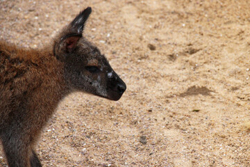 wallaby in a zoo in france