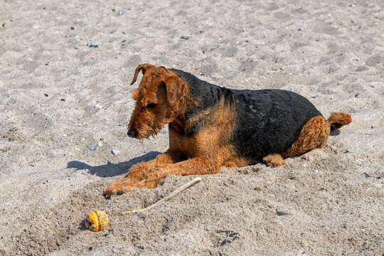 Aierdale Terrier mit Ball am Strand
