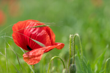 Red poppy flower in a corn field