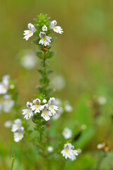 Augentrost (Euphrasia) Blüten	