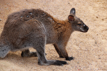 wallaby in a zoo in france