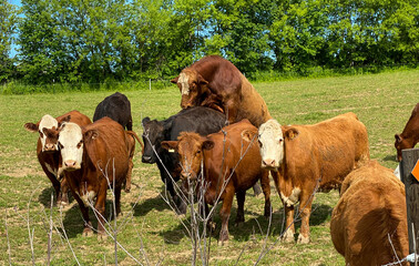 Fototapeta na wymiar cows in a field and bull mounting a cow