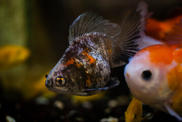 Ryukin and oranda goldfish with dark background