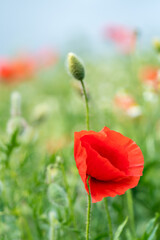 Red poppy flower in a corn field