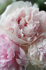 Fluffy pink and white peonies close-up.
