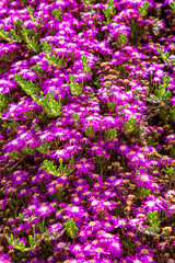 Purple spring flowers with green leaf. Famous flower bed gardens in İstanbul