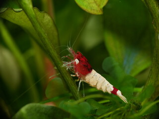 Extrem schöne wertvolle rote Caridina Garnelen in aufgesalzenem Osmosewasser im Aquarium   