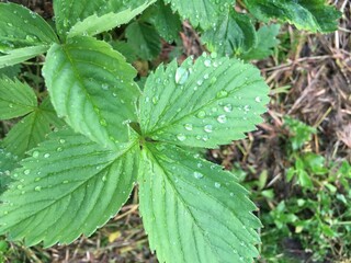 strawberry leaves with drops after rain